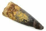 Fossil Spinosaurus Tooth - Real Fossil Tooth #372887-1